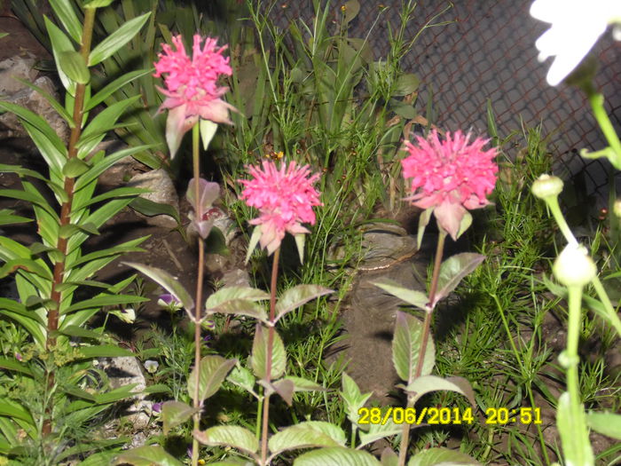 monarda didima