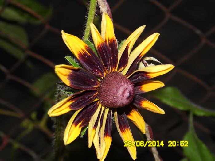 rudbekia - vARA IN GRADINA 2014