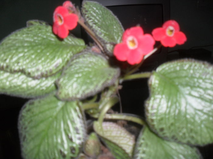 SAM_3057 - Iunie 2014