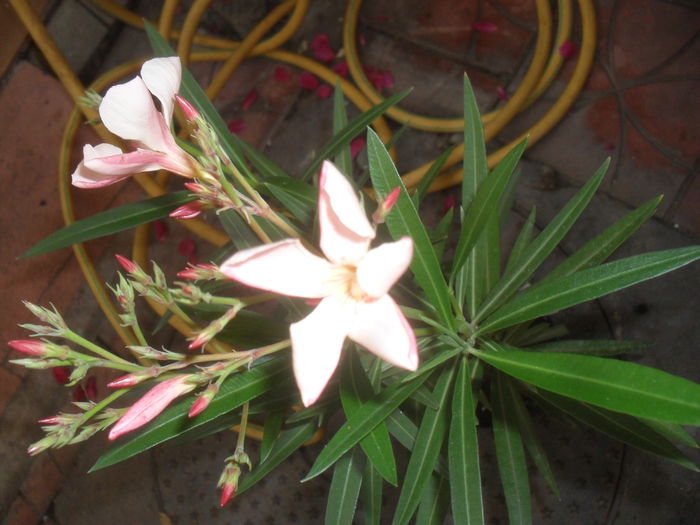 SAM_3059 - Iunie 2014