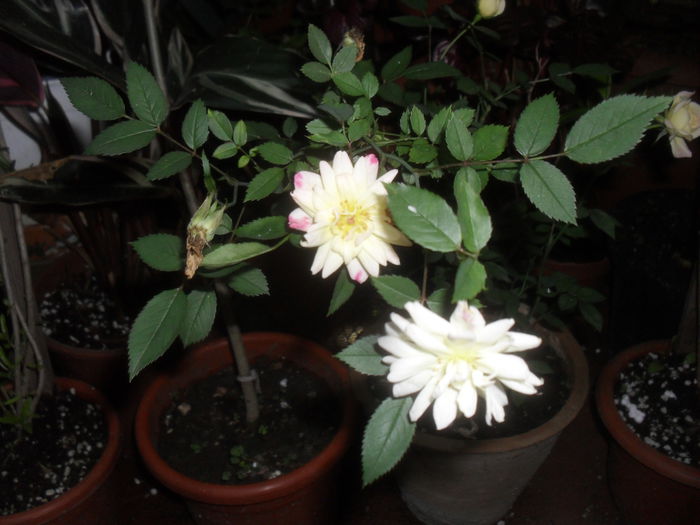 SAM_3062 - Iunie 2014