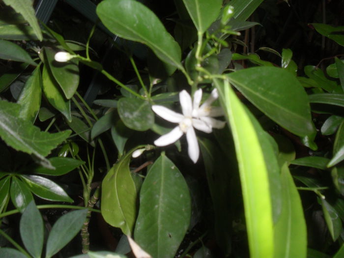 SAM_3064 - Iunie 2014