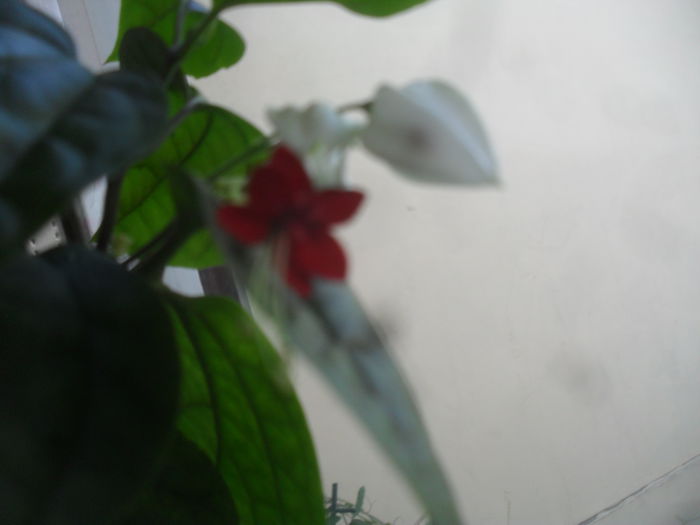 SAM_3069 - Iunie 2014