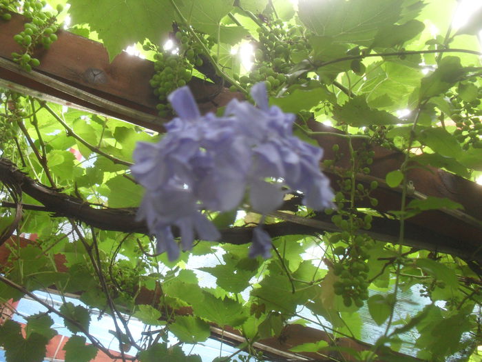 SAM_3081 - Iunie 2014