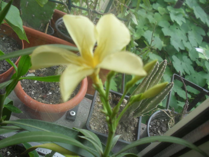 SAM_3097 - Iunie 2014