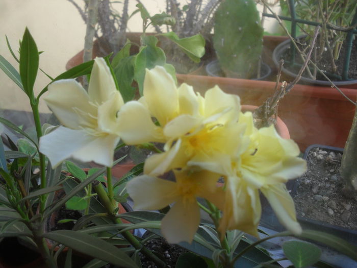 SAM_3124 - Iunie 2014