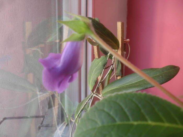 SAM_3129 - Iunie 2014