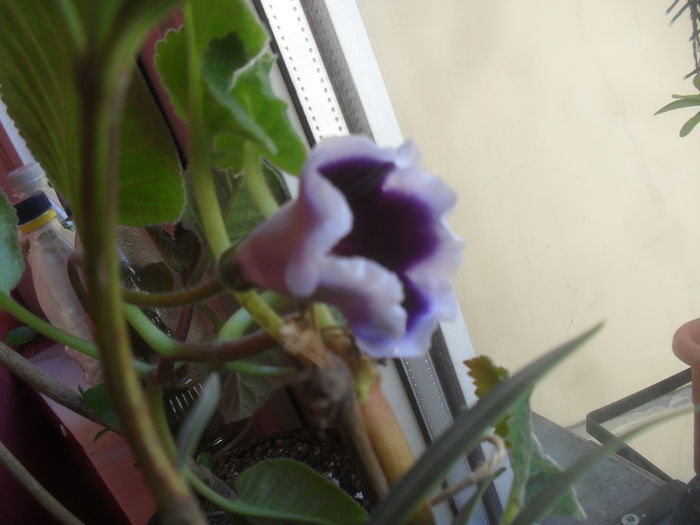 SAM_3130 - Iunie 2014