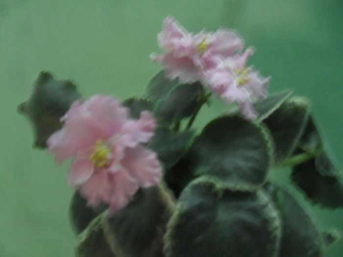 SAM_3131 - Iunie 2014