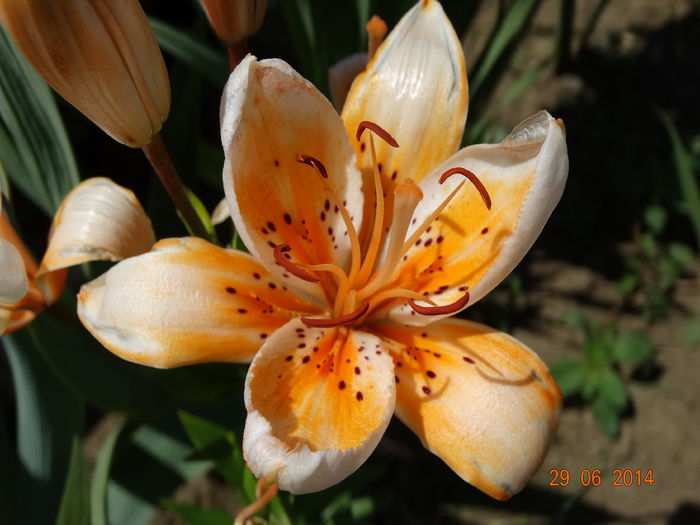 DSC05524 - Crini 2014