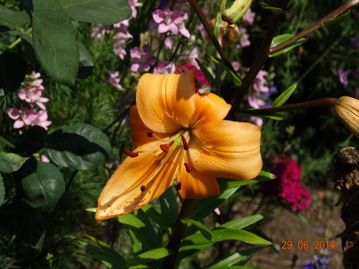 DSC05598