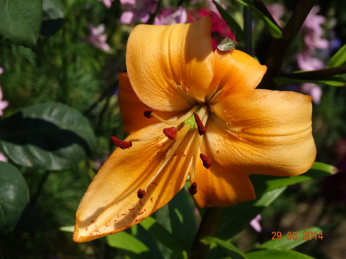 DSC05599