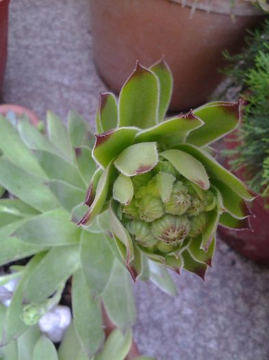 echeveria boboci