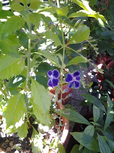 duranta repens - iunie 2014