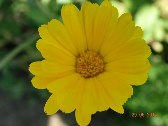 DSC05637 - Plante in gradina 2014