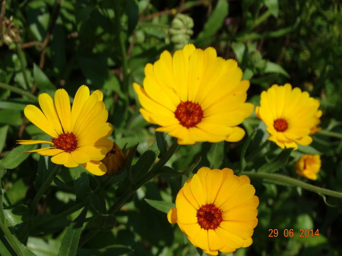 DSC05636 - Plante in gradina 2014