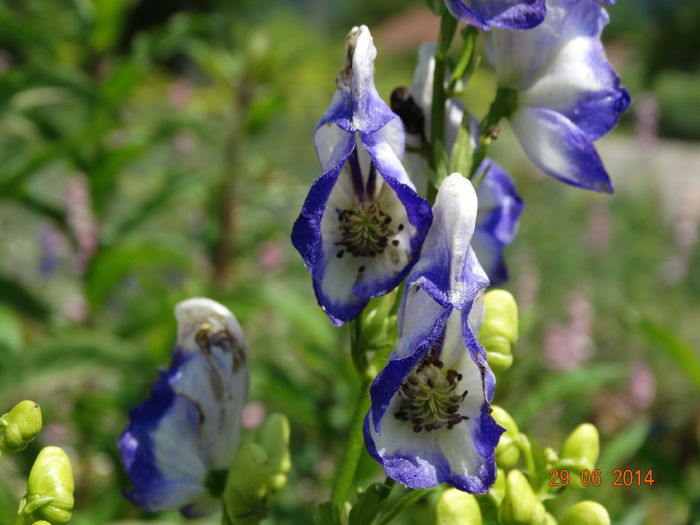 DSC05635 - Plante in gradina 2014
