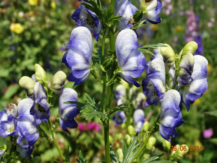 DSC05634 - Plante in gradina 2014