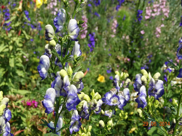 DSC05629 - Plante in gradina 2014