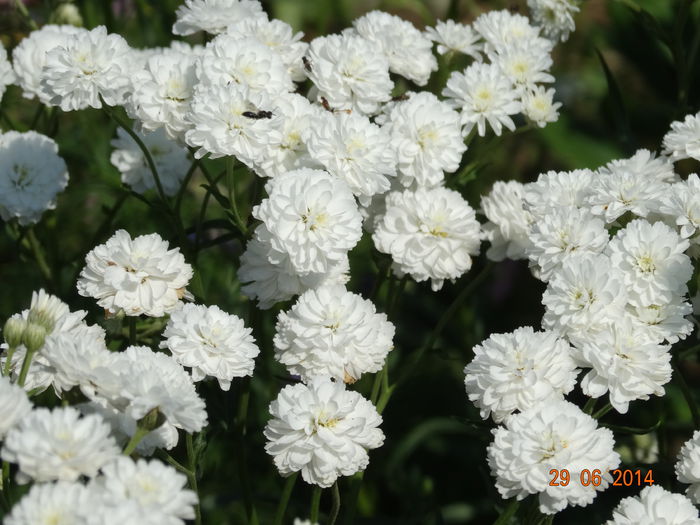 DSC05626 - Plante in gradina 2014