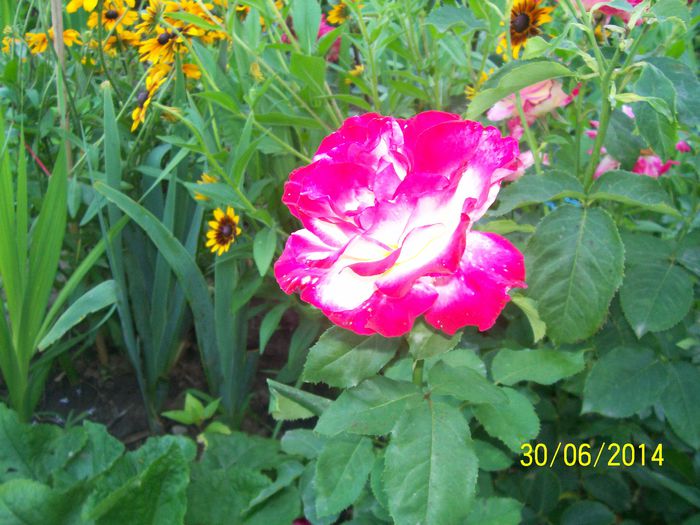 101_6565 - PENTRU UN SOMN LINISTIT