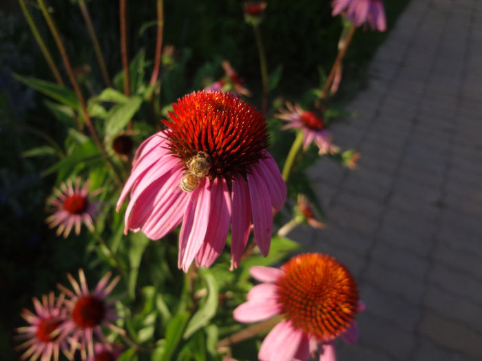Echinaceea
