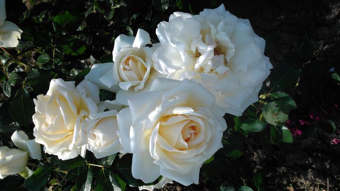 DSC_0337 - TRANDAFIRI 2014 II