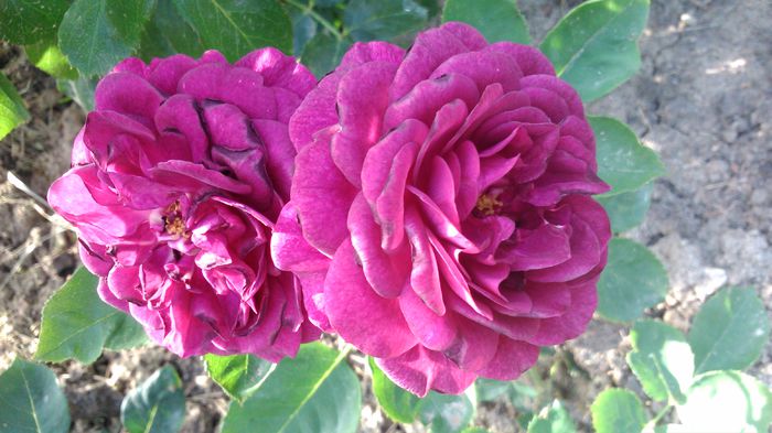 DSC_0336 - TRANDAFIRI 2014 II