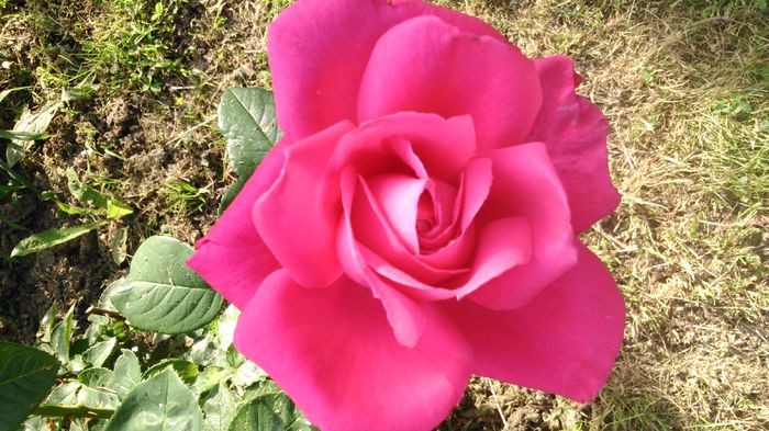 DSC_0348 - TRANDAFIRI 2014 II