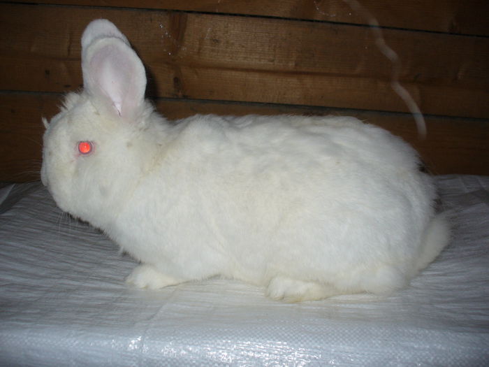 Masculul Dracica; Tatal celor 2 hibrizi
