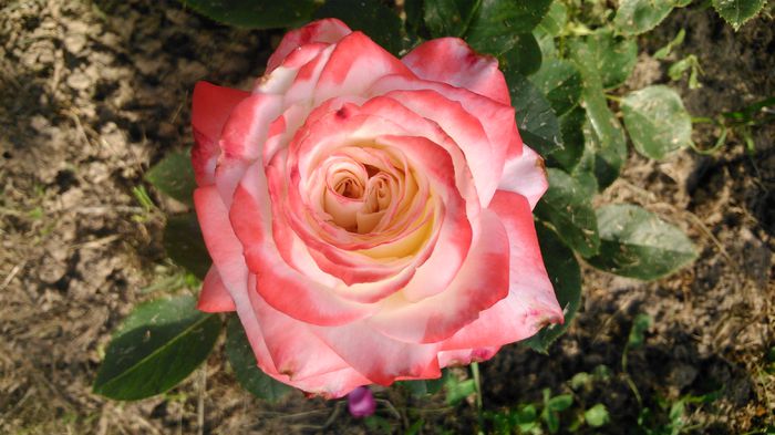 DSC_0350 - TRANDAFIRI 2014 II