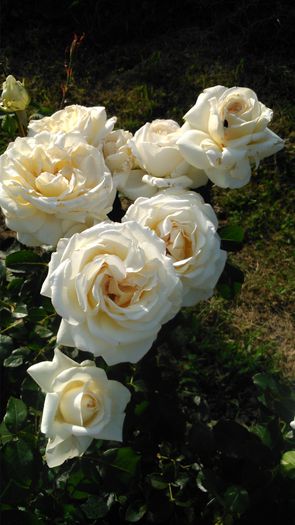 DSC_0338 - TRANDAFIRI 2014 II