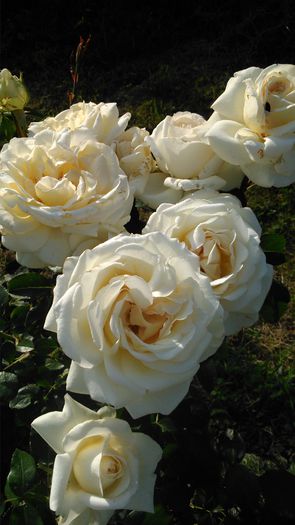 DSC_0339 - TRANDAFIRI 2014 II