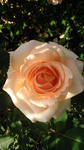 DSC_0340 - TRANDAFIRI 2014 II