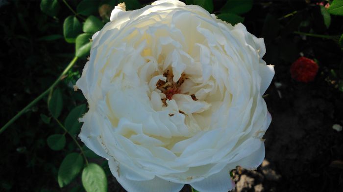 DSC_0345 - TRANDAFIRI 2014 II