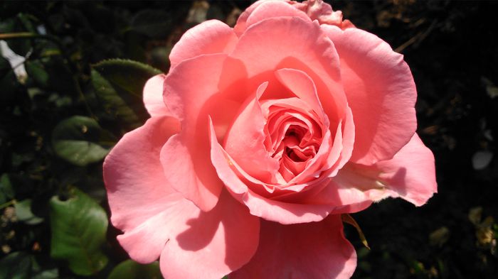 DSC_0347 - TRANDAFIRI 2014 II