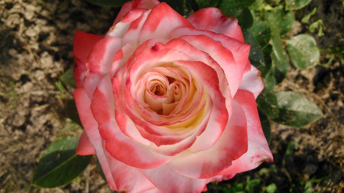 DSC_0351 - TRANDAFIRI 2014 II