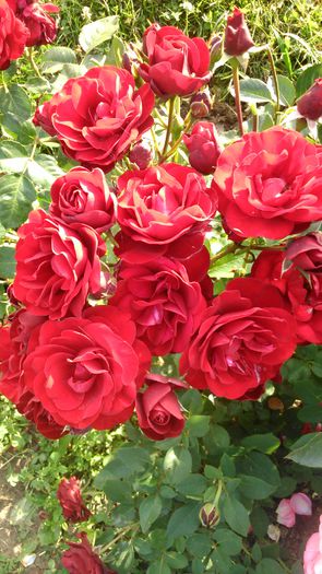 DSC_0353 - TRANDAFIRI 2014 II