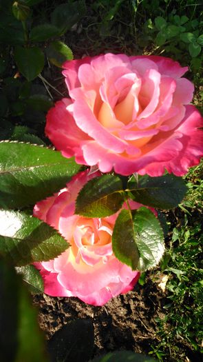 DSC_0354 - TRANDAFIRI 2014 II