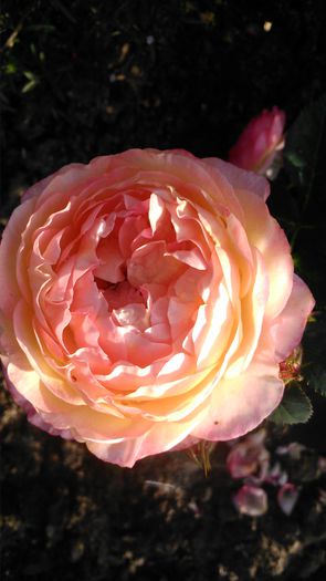 DSC_0361 - TRANDAFIRI 2014 II