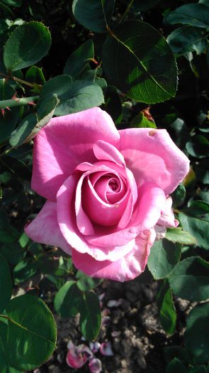 DSC_0362 - TRANDAFIRI 2014 II