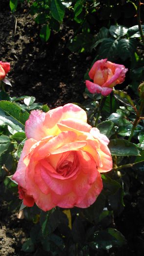 DSC_0363 - TRANDAFIRI 2014 II