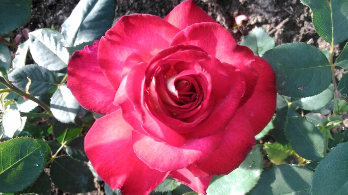 DSC_0364 - TRANDAFIRI 2014 II