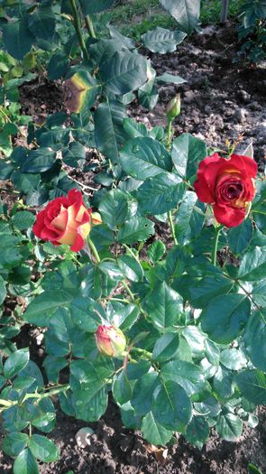 DSC_0366 - TRANDAFIRI 2014 II