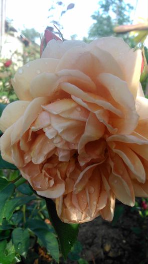 DSC_0372 - TRANDAFIRI 2014 II