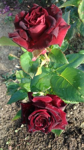 DSC_0373 - TRANDAFIRI 2014 II