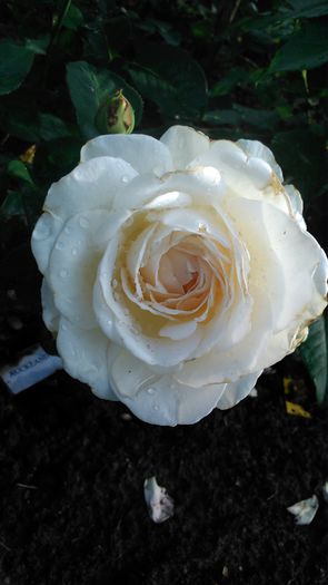 DSC_0374 - TRANDAFIRI 2014 II