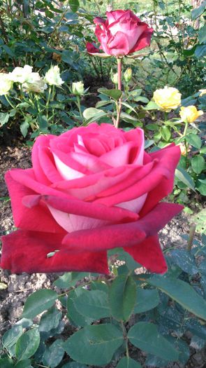 DSC_0375 - TRANDAFIRI 2014 II