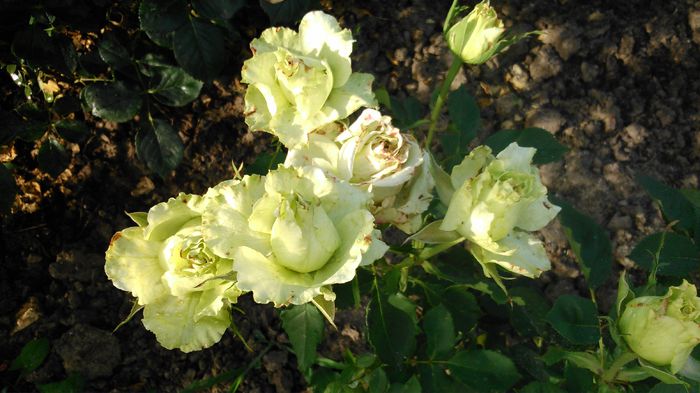 DSC_0376 - TRANDAFIRI 2014 II