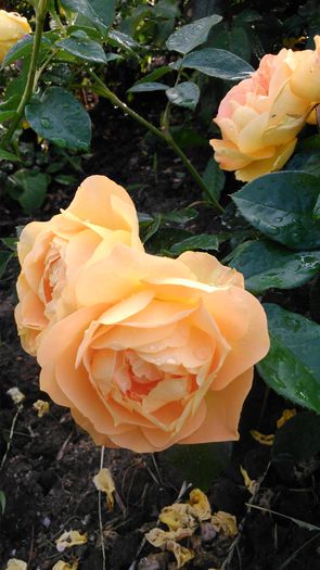 DSC_0377 - TRANDAFIRI 2014 II